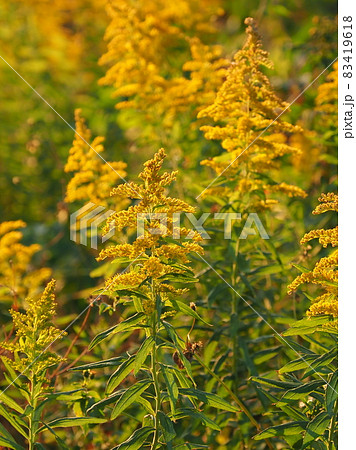 セイタカアワダチソウ Golden Rod の写真素材