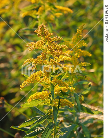 セイタカアワダチソウ(golden rod) セイタカアワダチソウ(golden rod) 83419620