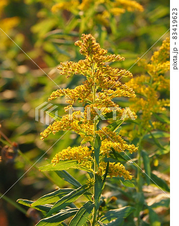 セイタカアワダチソウ Golden Rod の写真素材