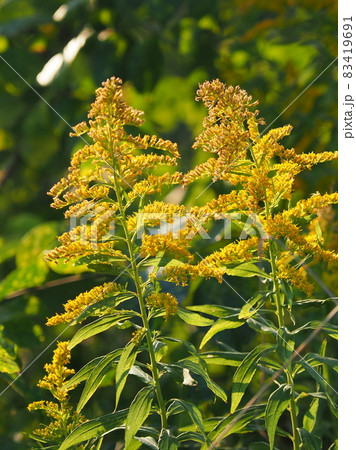 セイタカアワダチソウ(golden rod) セイタカアワダチソウ(golden rod) 83419691