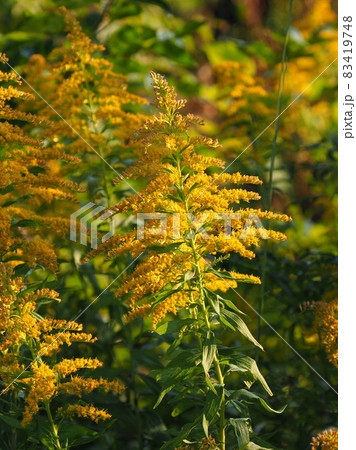 golden rod golden rod 83419748