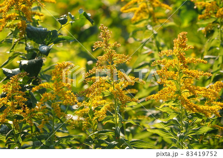 golden rod golden rod 83419752
