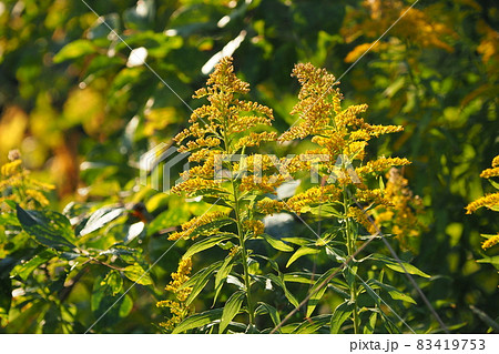 golden rod golden rod 83419753