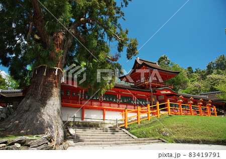 春日大社とご神木 春日大社とご神木 83419791