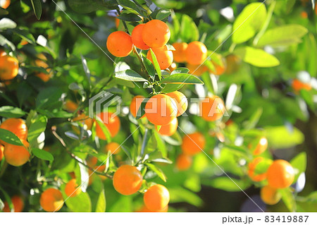 たくさん実った「きんかん」 たくさん実った「きんかん」 83419887
