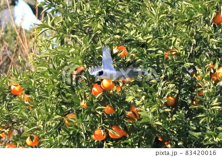 みかんの木から力強く飛び立つオナガ 83420016