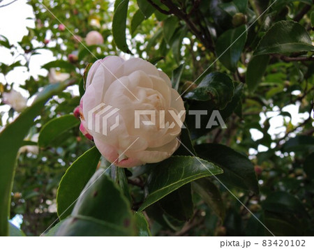 庭のサザンカ ピンク色の花 Camellia sasanqua 庭のサザンカ ピンク色の花 Camellia sasanqua 83420102