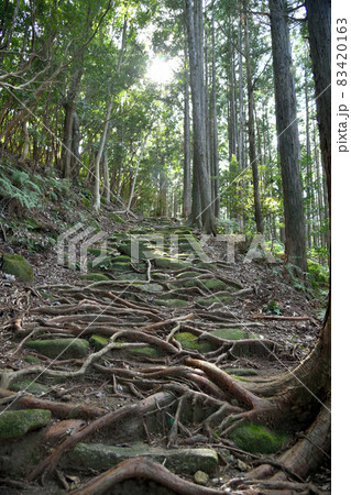 曽根次郎坂太郎坂の石畳(伊勢路) 【三重県尾鷲市・三重県熊野市】 曽根次郎坂太郎坂の石畳(伊勢路) 【三重県尾鷲市・三重県熊野市】 83420163