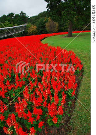 とっとり花回廊 83420230