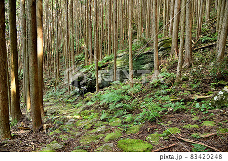 くじら石　(曽根次郎坂太郎坂)　【三重県尾鷲市・三重県熊野市】 83420248