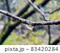 水滴に映る枝 83420284