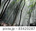 朝陽のシャワー　森の中 83420287