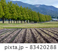 メタセコイヤ並木のある秋の風景 83420288