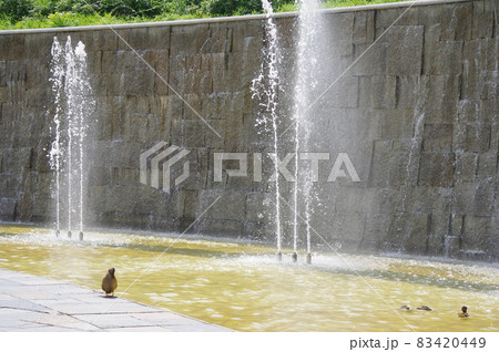 噴水と野鳥 83420449