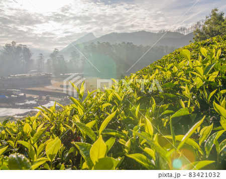 Tea leaves on a plantation near the city of Munar. India. Tea leaves on a plantation near the city of Munar. India. 83421032