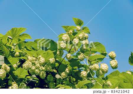 Green hops for beer. Craft beer ingredients at a brewery 83421042