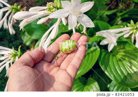 Green Hops In Hand. Green hops for beer. Man holding fresh hop in his hands. Green Hops In Hand. Green hops for beer. Man holding fresh hop in his hands. 83421053