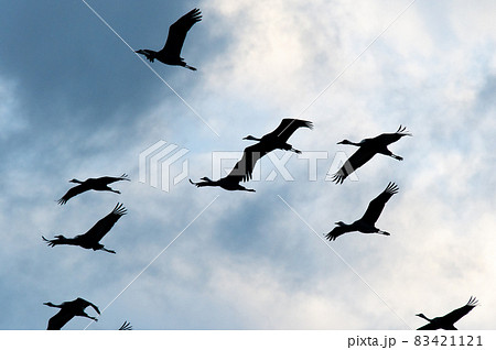 明け方鶴の飛翔　鹿児島県出水　 83421121