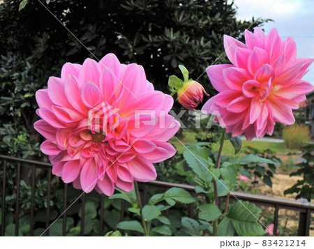 ダリア dahlia 八重咲き ピンク色 テンジクボタン(天竺牡丹) ダリア dahlia 八重咲き ピンク色 テンジクボタン(天竺牡丹) 83421214