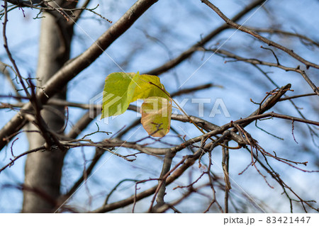 Yellow or dry leaves on tree branches in autumn. Leaves of birch, linden and other trees on the branches. There is an empty space for the text 83421447