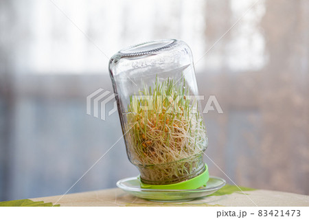 Young sprouted wheat in a glass jar on a dark at home with ears of wheat. Organic grains good for salads, healthy food. Close-up 83421473