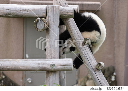 パンダ パンダ 83421624