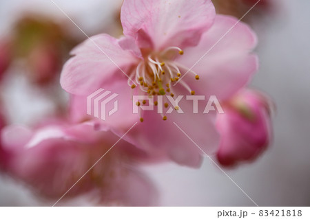 河津桜 河津桜 83421818