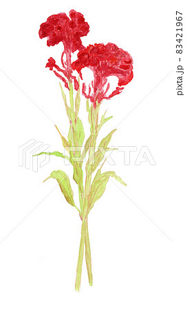 Celosia argentea ケイトウの水彩イラスト Celosia argentea ケイトウの水彩イラスト 83421967