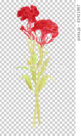 Celosia argentea ケイトウの水彩イラスト Celosia argentea ケイトウの水彩イラスト 83421967