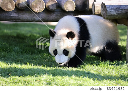 パンダ 83421982