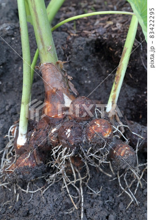 掘り起こされた状態のサトイモ 掘り起こされた状態のサトイモ 83422295