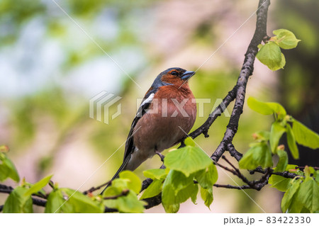 Common chaffinch, Fringilla coelebs, sits on a branch in spring on green background. Common chaffinch in wildlife. 83422330