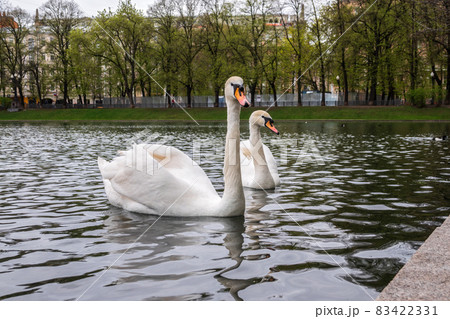 Two graceful white swans swim in the pond in city park. Two graceful white swans swim in the pond in city park. 83422331