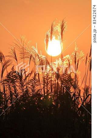 秋の夕暮れのイメージ（夕日に輝くススキの穂と夕焼け空）の写真素材