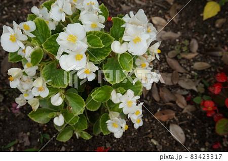 春の花壇 春の花壇 83423317