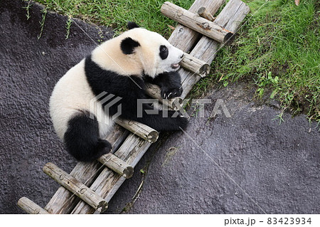 パンダ 83423934