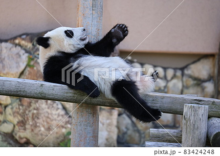 パンダ 83424248