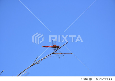 赤トンボのナツアカネ（夏茜）の♂ 83424433