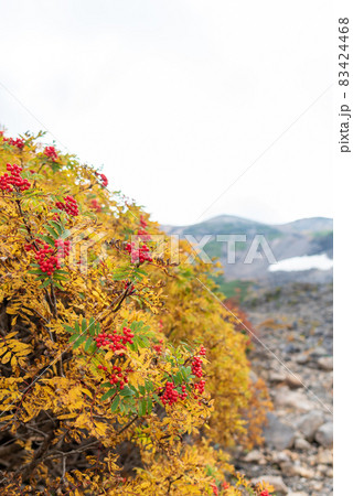 紅葉するナナカマド 紅葉するナナカマド 83424468