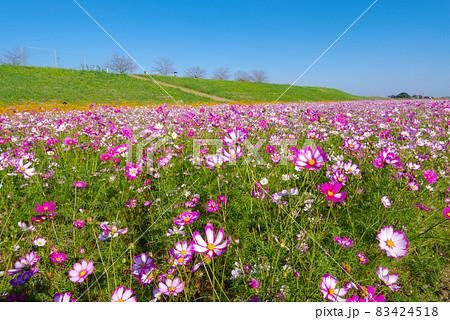吹上コスモス畑【埼玉県鴻巣市】 83424518