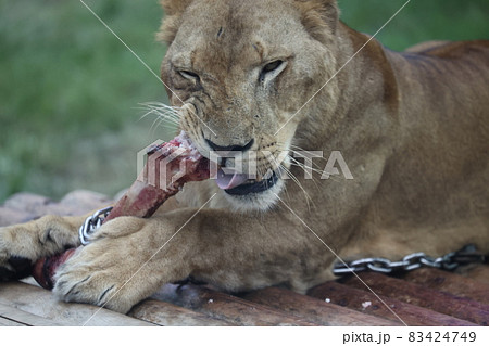 ライオン 83424749
