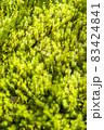 苔の森 83424841