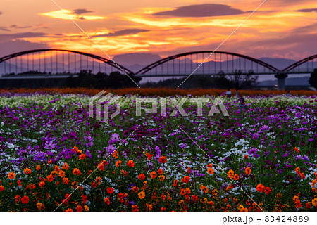吹上コスモス畑【埼玉県鴻巣市】 83424889