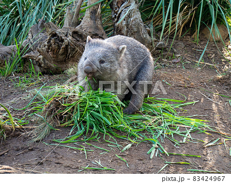 草を食べているウォンバット 83424967