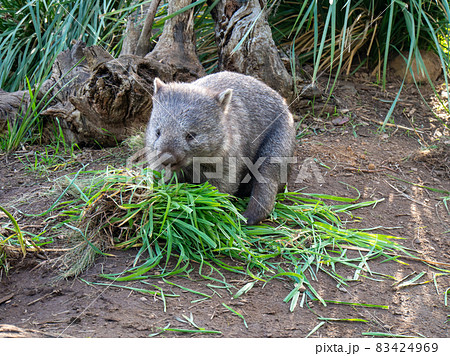 草を食べているウォンバット 83424969