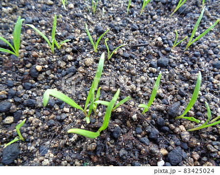 ホウレンソウの苗 ホウレンソウの苗 83425024