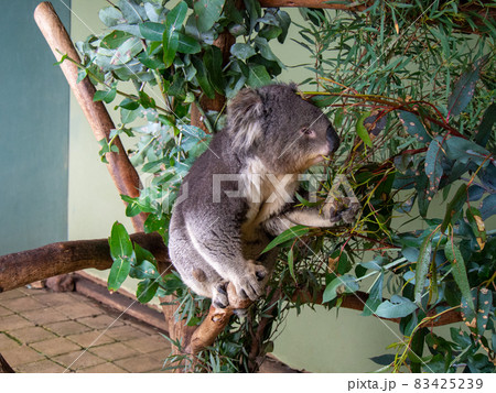 コアラ 木の上にいる様子 コアラ 木の上にいる様子 83425239