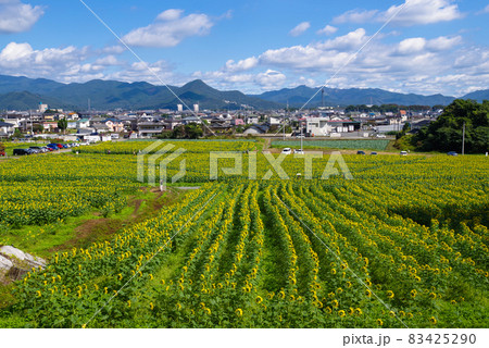 群馬県 みどり市 ひまわり畑 群馬県 みどり市 ひまわり畑 83425290