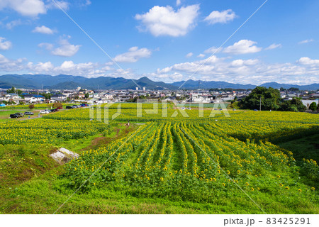 群馬県 みどり市 ひまわり畑 群馬県 みどり市 ひまわり畑 83425291