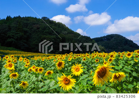 群馬県　みどり市　ひまわり畑 83425306
